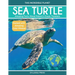Sea Turtle: Amazing Facts About Nature's Ocean Travelers