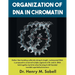 Organization of DNA in Chromatin