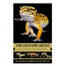 The Leopard Gecko: How to care for your Leopard Gecko and everything you need to know to keep them well.