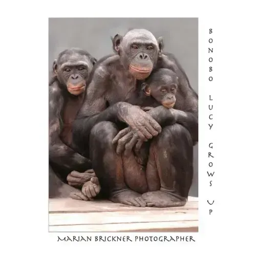Bonobo Lucy Grows Up