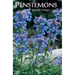 Penstemons