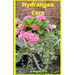 Hydrangea Care: How To Care For Hydrangeas For Beginners - Easy Home Gardening