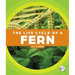 The Life Cycle of a Fern