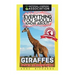 Everything You Should Know About: Giraffes