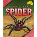 Funnel-Web Spider