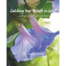 Catching Your Breath in Grief: ...and grace will lead you home