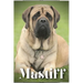 Mastiff: Dog breed overview and guide