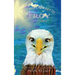 The Adventures of Troy the Bald Eagle