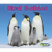 Bird Babies