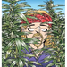 The Weed Whisperer: A Doonesbury Book Volume 36