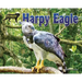 Harpy Eagle