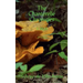 The Chanterelle Chronicles: A Myth