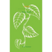 Pothos