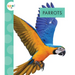 Parrots