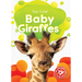 Baby Giraffes