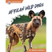 African Wild Dogs