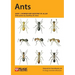 Ants