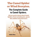 The Camel Spider or Wind Scorpion. the Complete Guide to Camel Spiders. All You Need to Know about Camel Spiders. Facts Including Size, Speed, Bite an