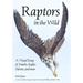 Raptors in the Wild: A Visual Essay of Hawks, Eagles, Falcons and More