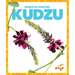Kudzu