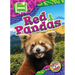 Red Pandas