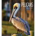 Pelicans