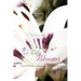 When the Lily Blooms: Reflections to Restore the Heart and Soul