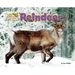 Reindeer