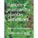 llanten y manzanilla plantas antiestres: plantas medicinales