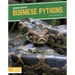 Burmese Pythons