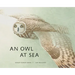 An Owl at Sea