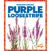 Purple Loosestrife