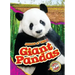 Giant Pandas