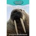 Walruses