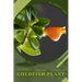 Goldfish Plant: Plant Guide