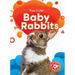 Baby Rabbits