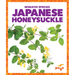 Japanese Honeysuckle