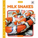 Milk Snakes