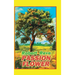 Passion Flower