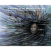A Journey to the Mother of the Sea