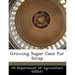 Growing Sugar Cane for Sirup