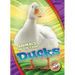 Ducks