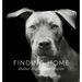 Finding Home: Shelter Dogs and Their Stories