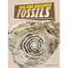 Dig and Discover Fossils