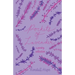 Pockets of Lavender: A Poetry Collection