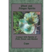 Plant and Fungus Spirits: Connect With Spirits of Field, Forest and Garden