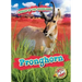 Pronghorn