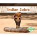 Indian Cobra