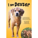 I Am Dexter