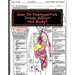 How Do Psychoactive Drugs Affect the Body?: Understanding How Drugs Affect the Synapse and Body Organs